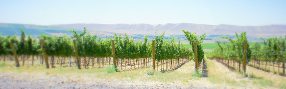 Vineyards on Rd Mtn.jpg